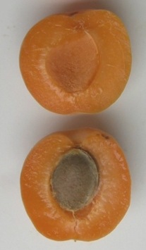 apricots-05-27-07