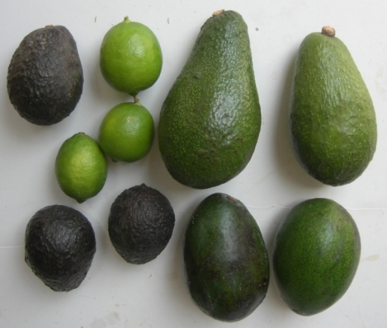 avocadoes-06-15-07